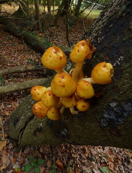 Developing caps on a fallen mature beech stem in the New Forest, Hampshire.